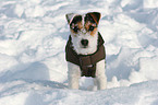 young Jack Russell Terrier in the snow