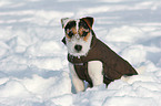 young Jack Russell Terrier in the snow