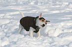 young Jack Russell Terrier in the snow