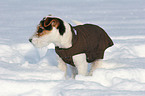 young Jack Russell Terrier in the snow