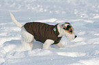 young Jack Russell Terrier in the snow