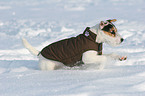 young Jack Russell Terrier is running in the snow