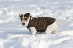 young Jack Russell Terrier in the snow