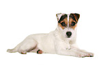 lying young Jack Russell Terrier