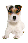 lying young Jack Russell Terrier