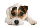 lying young Jack Russell Terrier