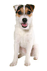 sitting young Jack Russell Terrier