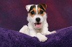 young Jack Russell Terrier