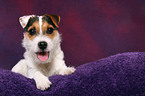 young Jack Russell Terrier