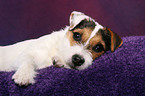 young Jack Russell Terrier