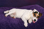 young Jack Russell Terrier
