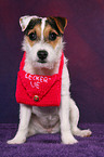 young Jack Russell Terrier with bag