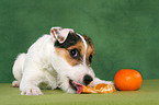 eating Jack Russell Terrier