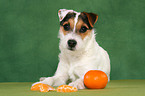 young Jack Russell Terrier