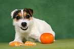 eating Jack Russell Terrier