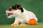 eating Jack Russell Terrier
