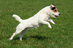 running Jack Russell Terrier