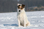 sitting Jack Russell Terrier