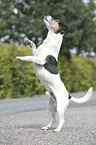 Jack Russell Terrier shows trick