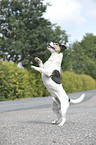 Jack Russell Terrier shows trick