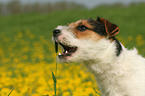 Jack Russell Terrier in a flower field