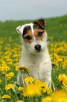 sitting Jack Russell Terrier