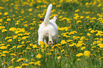 Jack Russell Terrier in a flower field