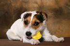eating Jack Russell Terrier