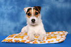 lying Jack Russell Terrier