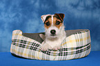 lying Jack Russell Terrier
