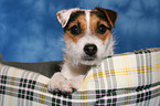 Jack Russell Terrier Portrait