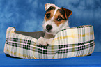 lying Jack Russell Terrier