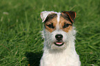 Jack Russell Terrier Portrait