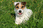 lying Jack Russell Terrier