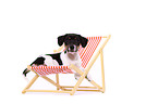 Jack Russell Terrier Puppy