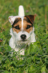Jack Russell Terrier