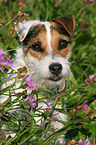 Jack Russell Terrier Portrait