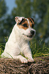 lying Jack Russell Terrier