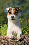 lying Jack Russell Terrier