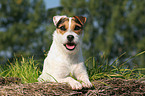 lying Jack Russell Terrier