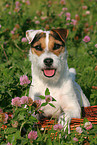 lying Jack Russell Terrier