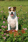 Jack Russell Terrier in summer