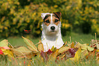 Jack Russell Terrier Portrait
