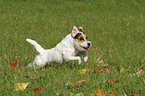 running Jack Russell Terrier