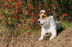 lying Jack Russell Terrier