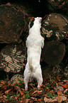 curiously Jack Russell Terrier