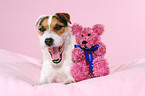 Jack Russell Terrier with teddy