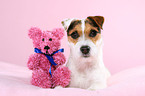 Jack Russell Terrier with teddy
