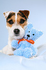 Jack Russell Terrier with teddy