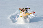 playing Jack Russell Terrier